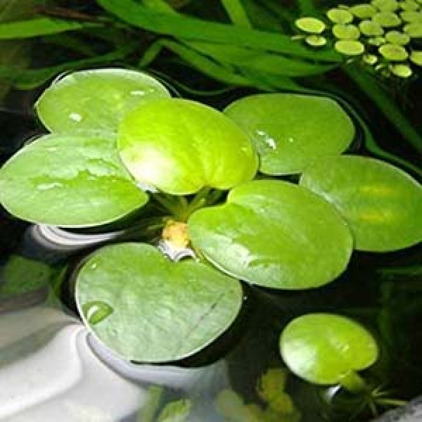 Amazon Frogbit