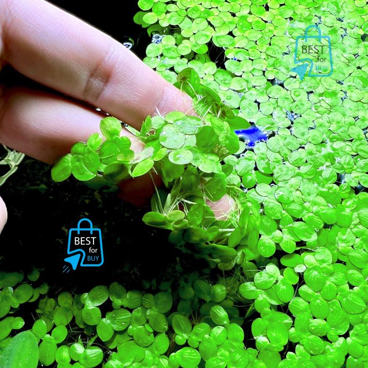 Duckweed