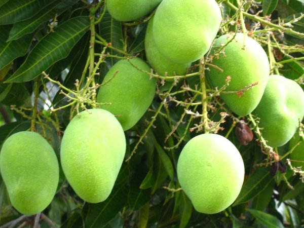 ইংরেজি-নাম-mango-বৈজ্ঞানিক