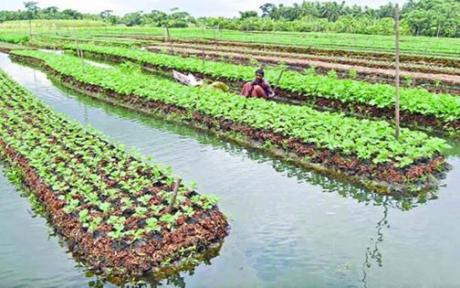 হাইড্রোপনিক পদ্ধতি