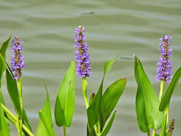 Pickerelweed