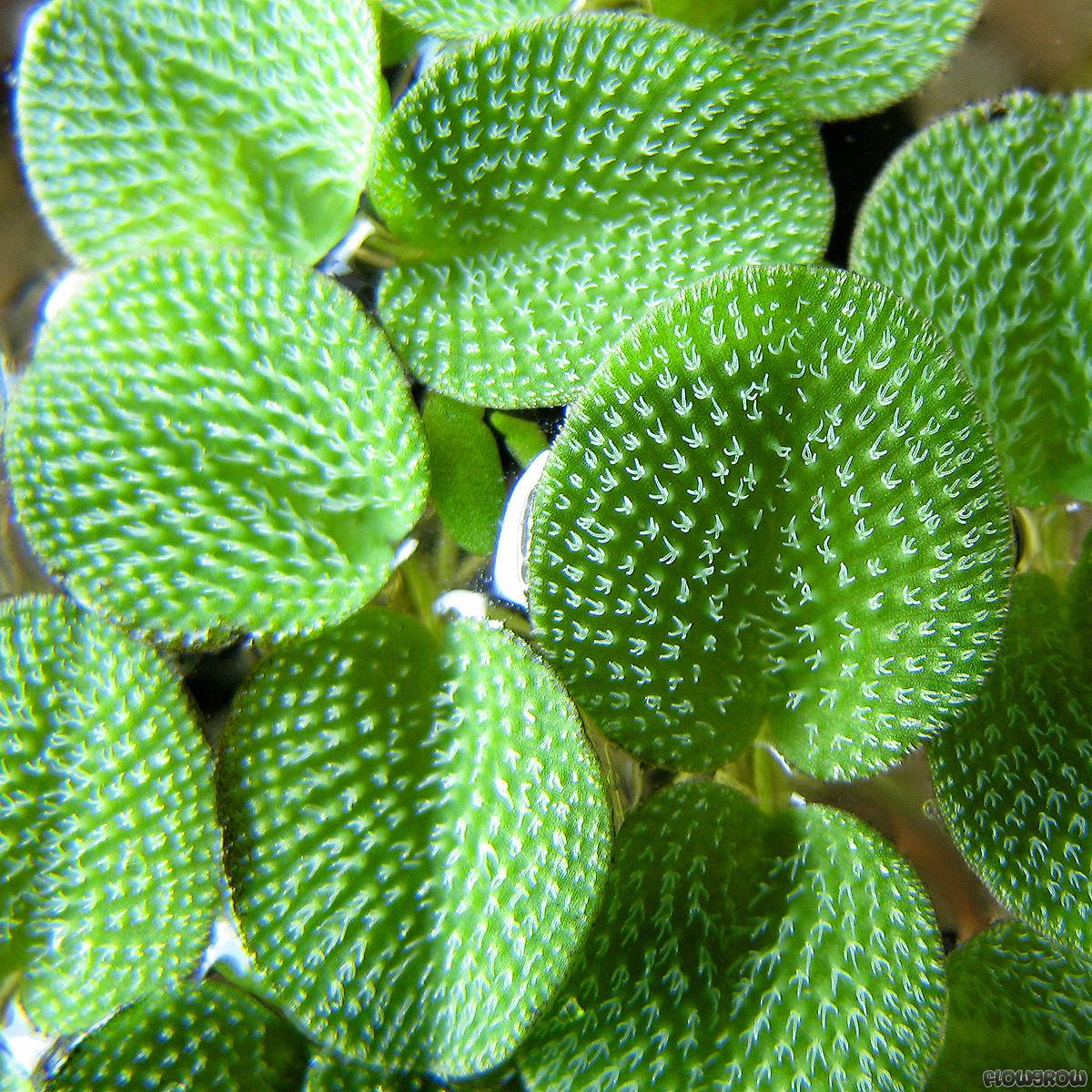 Salvinia