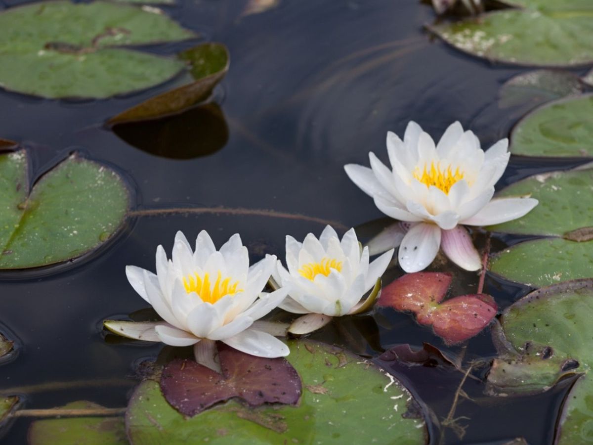 Water Lily