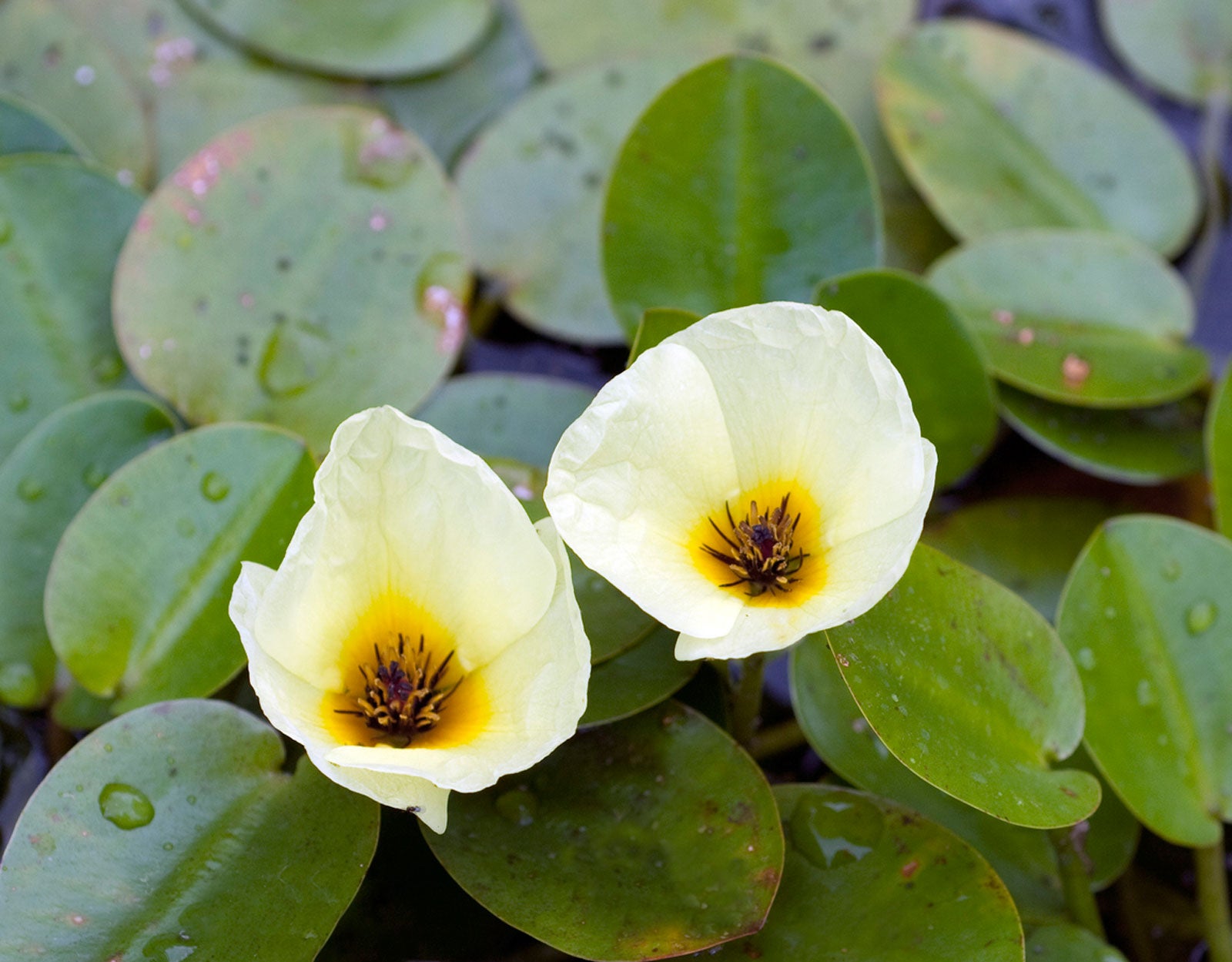 Water Poppy